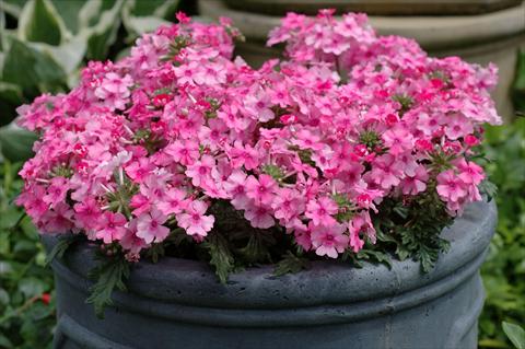 foto van een variëteit aan bloemen, te gebruiken als: Potplant, patioplant, korfplant Verbena Velox Pink
