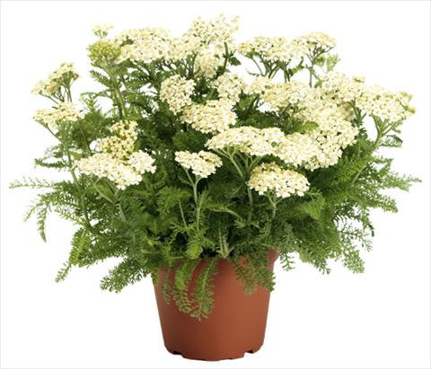 foto van een variëteit aan bloemen, te gebruiken als: Perkplant / Borders Achillea millefolium Desert Eve Cream