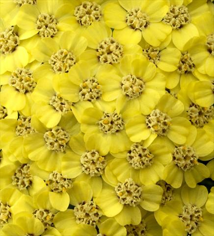 foto van een variëteit aan bloemen, te gebruiken als: Pot - en perkplant Achillea millefolium Desert Eve Light Yellow