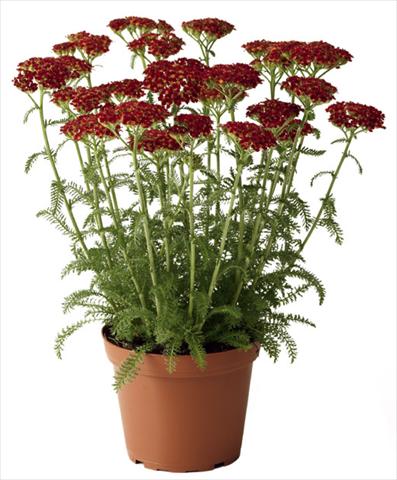 foto van een variëteit aan bloemen, te gebruiken als: Perkplant / Borders Achillea millefolium Desert Eve Red
