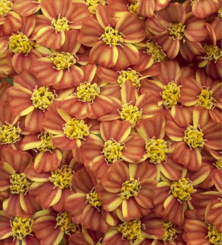 foto van een variëteit aan bloemen, te gebruiken als: Perkplant / Borders Achillea millefolium Desert Eve Terracotta