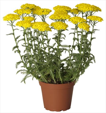 foto van een variëteit aan bloemen, te gebruiken als: Pot - en perkplant Achillea millefolium Desert Eve Yellow