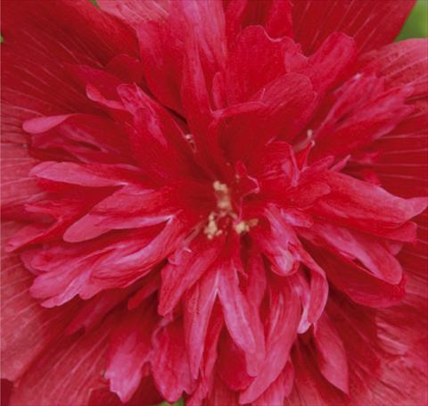 foto van een variëteit aan bloemen, te gebruiken als: Pot - en perkplant Alcea rosea Spring Celebrities Carmine Rose