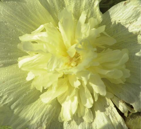foto van een variëteit aan bloemen, te gebruiken als: Pot - en perkplant Alcea rosea Spring Celebrities Lemon