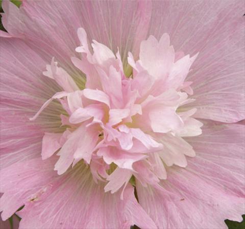 foto van een variëteit aan bloemen, te gebruiken als: Pot - en perkplant Alcea rosea Spring Celebrities Pink