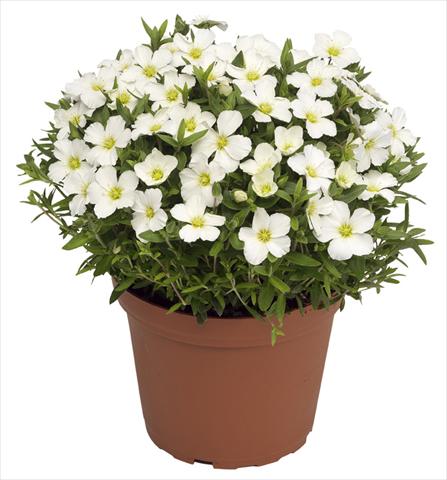 foto van een variëteit aan bloemen, te gebruiken als: Pot - en perkplant Arenaria montana Blizzard Compact