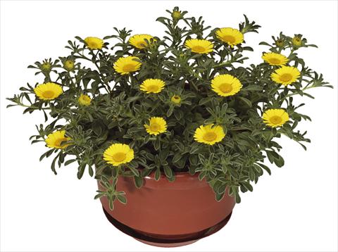 foto van een variëteit aan bloemen, te gebruiken als: Pot - en perkplant Asteriscus maritimus Aurelia Gold