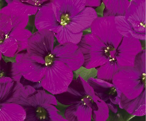 foto van een variëteit aan bloemen, te gebruiken als: Pot - en perkplant Aubrieta hybrida Axcent™ Dark Red