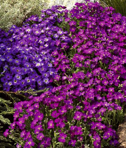 foto van een variëteit aan bloemen, te gebruiken als: Pot - en perkplant Aubrieta hybrida Axcent™
