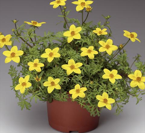 foto van een variëteit aan bloemen, te gebruiken als: Potplant, patioplant, korfplant Bidens ferulifolia Solaire® M Star