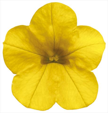 foto van een variëteit aan bloemen, te gebruiken als: Potplant, patioplant, korfplant Calibrachoa Callie® Deep Yellow