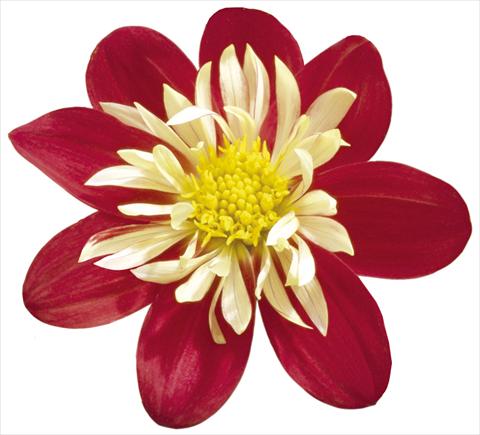 foto van een variëteit aan bloemen, te gebruiken als: Pot - en perkplant Dahlia x hybrida Goldalia Scarlet