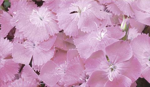 foto van een variëteit aan bloemen, te gebruiken als: Pot - en perkplant Dianthus barbatus Barbarini® F1 Rose