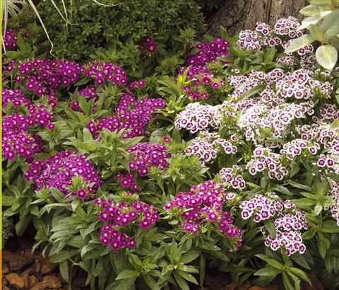 foto van een variëteit aan bloemen, te gebruiken als: Pot - en perkplant Dianthus barbatus Barbarini® F1