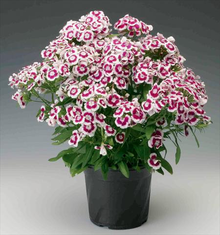 foto van een variëteit aan bloemen, te gebruiken als: Pot - en perkplant Dianthus barbatus Diabunda™ Purple Picotee