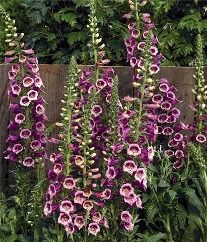 foto van een variëteit aan bloemen, te gebruiken als: Pot - en perkplant Digitalis purpurea Virtuoso™ F1 Rose Compact