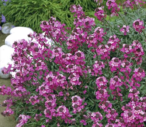 foto van een variëteit aan bloemen, te gebruiken als: Pot - en perkplant Erysimum hybridum Canaries™ Bowles Mauve