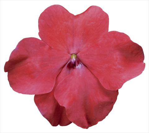 foto van een variëteit aan bloemen, te gebruiken als: Pot - en perkplant Impatiens walleriana Jambalaya™ F1 Red Improved