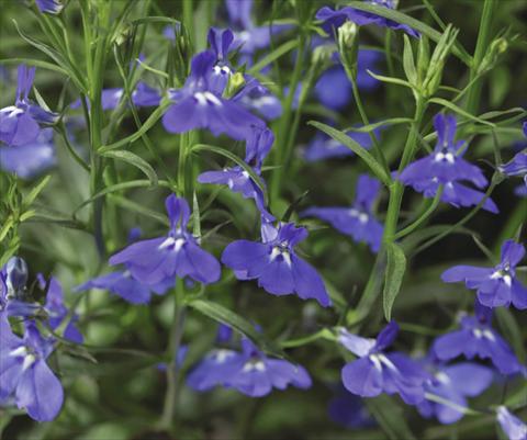 foto van een variëteit aan bloemen, te gebruiken als: Potplant, patioplant, korfplant Lobelia erinus Laguna® Trailing Dark Blue