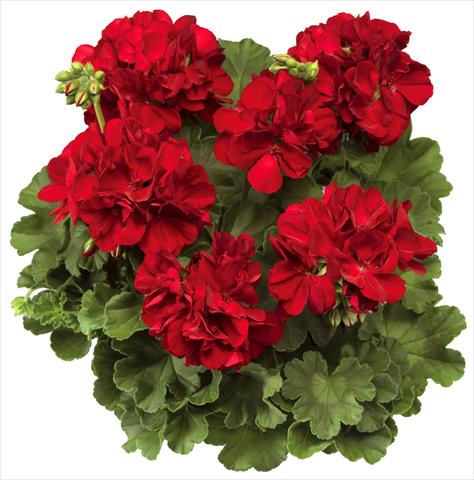 foto van een variëteit aan bloemen, te gebruiken als: Pot Pelargonium interspec. Calliope™ Dark Red