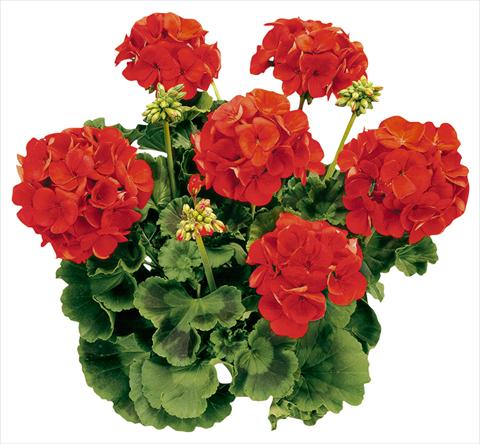 foto van een variëteit aan bloemen, te gebruiken als: Pot Pelargonium zonale Avenida® Red