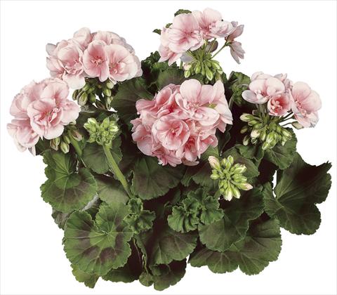 foto van een variëteit aan bloemen, te gebruiken als: Pot Pelargonium zonale Classic Dolce Vita®