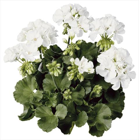 foto van een variëteit aan bloemen, te gebruiken als: Pot Pelargonium zonale Compact Line Alba®