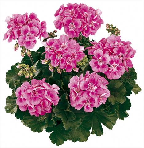 foto van een variëteit aan bloemen, te gebruiken als: Pot Pelargonium zonale Tango® Bravo