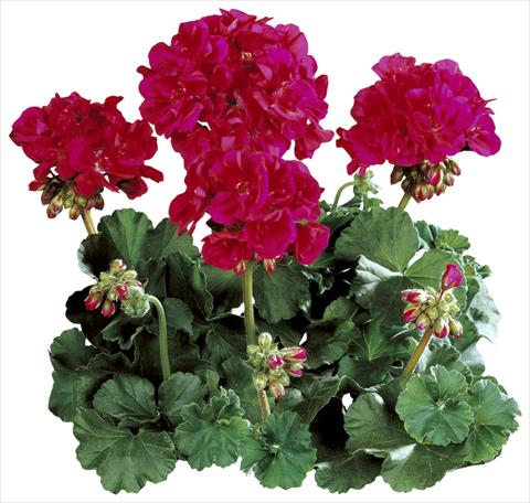 foto van een variëteit aan bloemen, te gebruiken als: Pot Pelargonium zonale Tango® Neon Purple