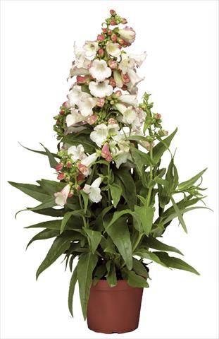 foto van een variëteit aan bloemen, te gebruiken als: Pot - en perkplant Penstemon hartwegii Phoenix Appleblossom