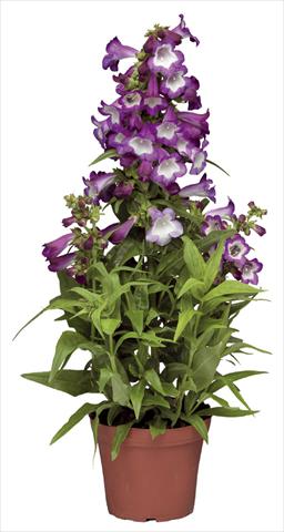 foto van een variëteit aan bloemen, te gebruiken als: Pot - en perkplant Penstemon hartwegii Phoenix Lavender