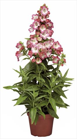 foto van een variëteit aan bloemen, te gebruiken als: Pot - en perkplant Penstemon hartwegii Phoenix Pink