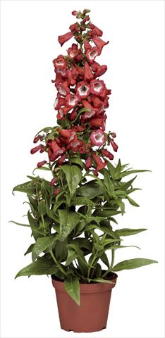 foto van een variëteit aan bloemen, te gebruiken als: Pot - en perkplant Penstemon hartwegii Phoenix Red