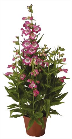 foto van een variëteit aan bloemen, te gebruiken als: Pot - en perkplant Penstemon hartwegii Phoenix Rose