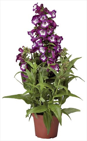 foto van een variëteit aan bloemen, te gebruiken als: Pot - en perkplant Penstemon hartwegii Phoenix Violet