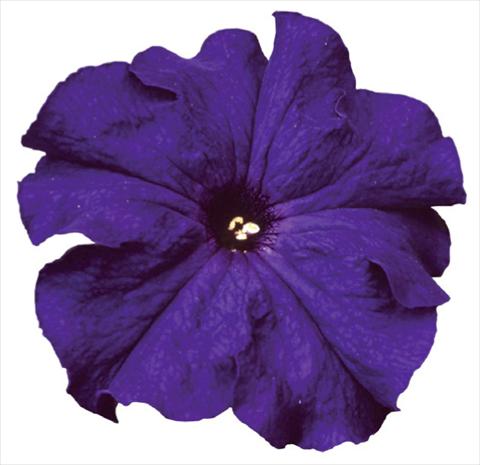 foto van een variëteit aan bloemen, te gebruiken als: Potplant, perkplant, patioplant Petunia grandiflora F1 Special Blue