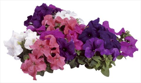 foto van een variëteit aan bloemen, te gebruiken als: Potplant, perkplant, patioplant Petunia grandiflora F1 Special Northern Mix