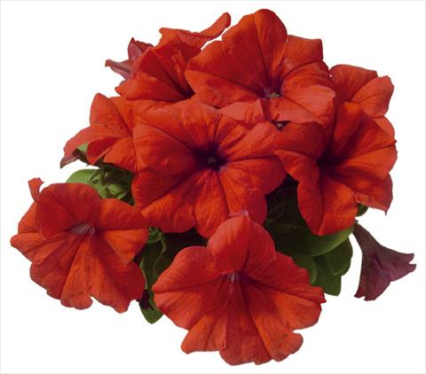 foto van een variëteit aan bloemen, te gebruiken als: Potplant, perkplant, patioplant Petunia grandiflora F1 Special Red