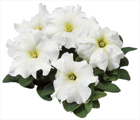 foto van een variëteit aan bloemen, te gebruiken als: Potplant, perkplant, patioplant Petunia grandiflora F1 Special White