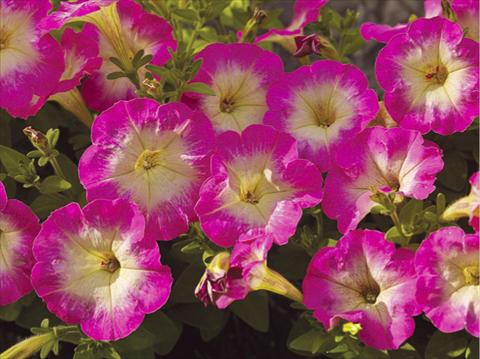 foto van een variëteit aan bloemen, te gebruiken als: Potplant, patioplant, korfplant Petunia milliflora Picobella F1 Rose Morn