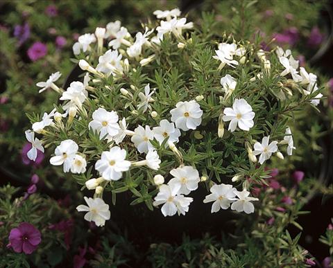 foto van een variëteit aan bloemen, te gebruiken als: Pot - en perkplant Phlox douglasii White Admiral