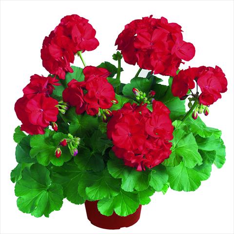 foto van een variëteit aan bloemen, te gebruiken als: Pot Pelargonium zonale RED FOX Survivor Dark Red