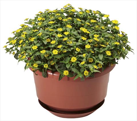 foto van een variëteit aan bloemen, te gebruiken als: Potplant, patioplant, korfplant Sanvitalia procumbens Cuzco® Compact