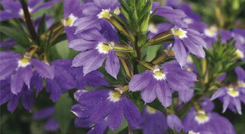 foto van een variëteit aan bloemen, te gebruiken als: Potplant, patioplant, korfplant Scaevola aemula Whirlwind® Blue