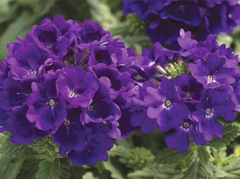 foto van een variëteit aan bloemen, te gebruiken als: Potplant, patioplant, korfplant Verbena hybrida Tuscany™ Blue