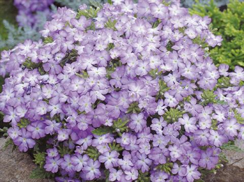 foto van een variëteit aan bloemen, te gebruiken als: Potplant, patioplant, korfplant Verbena hybrida Tuscany™ Lavender Picotee
