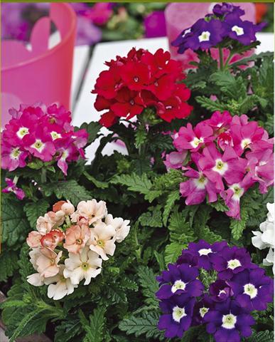 foto van een variëteit aan bloemen, te gebruiken als: Potplant, patioplant, korfplant Verbena hybrida Tuscany™ Mixture