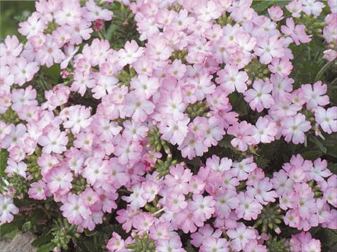 foto van een variëteit aan bloemen, te gebruiken als: Potplant, patioplant, korfplant Verbena hybrida Tuscany™ Pink Picotee