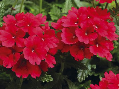 foto van een variëteit aan bloemen, te gebruiken als: Potplant, patioplant, korfplant Verbena hybrida Tuscany™ Scarlet