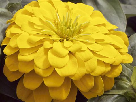 foto van een variëteit aan bloemen, te gebruiken als: Pot - en perkplant Zinnia elegans Mondo F1 Yellow Improved
